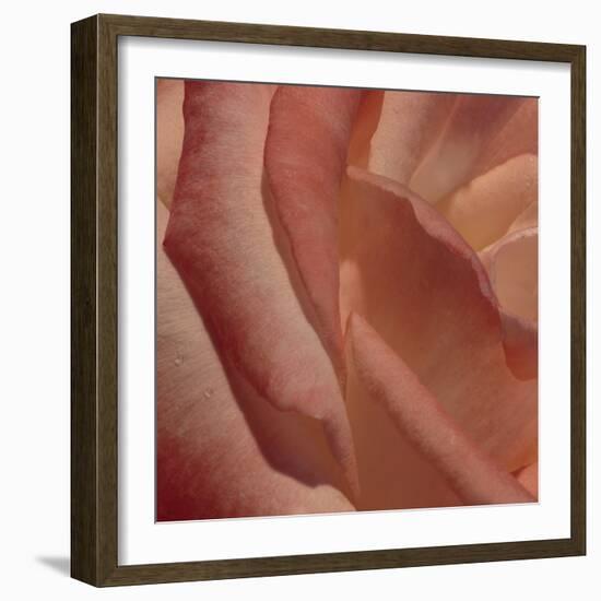 Heart of a Rose III-Rita Crane-Framed Photographic Print