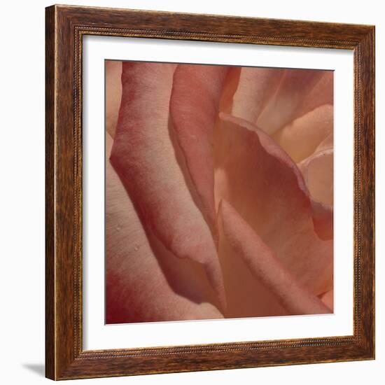 Heart of a Rose III-Rita Crane-Framed Photographic Print