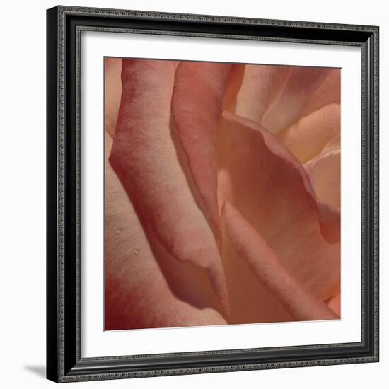 Heart of a Rose III-Rita Crane-Framed Photographic Print