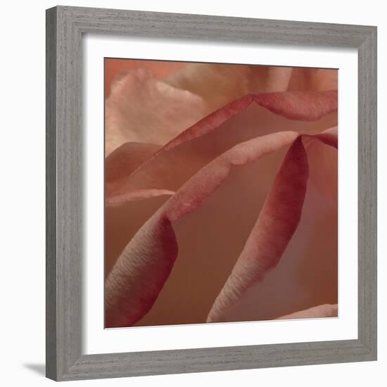 Heart of a Rose IV-Rita Crane-Framed Photographic Print