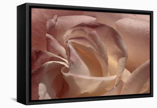 Heart of a Rose IX-Rita Crane-Framed Premier Image Canvas