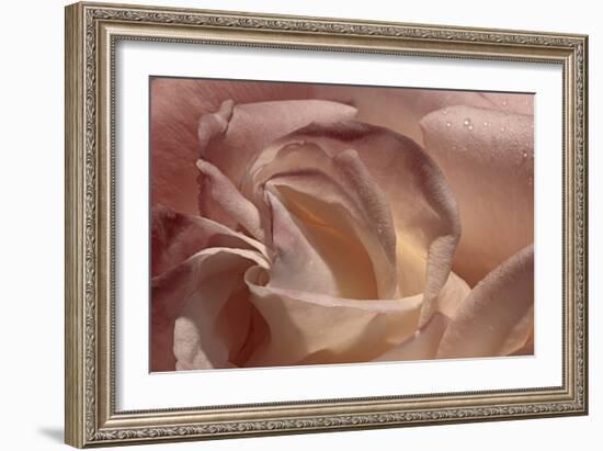 Heart of a Rose IX-Rita Crane-Framed Photographic Print