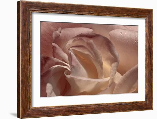 Heart of a Rose IX-Rita Crane-Framed Photographic Print