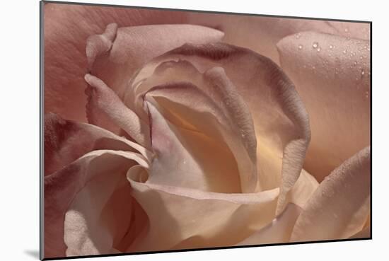 Heart of a Rose IX-Rita Crane-Mounted Photographic Print