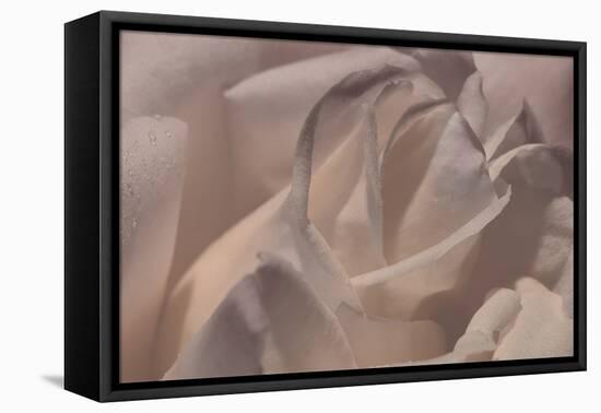 Heart of a Rose VI-Rita Crane-Framed Premier Image Canvas