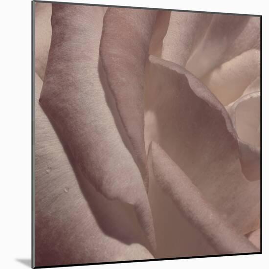 Heart of a Rose VII-Rita Crane-Mounted Photographic Print