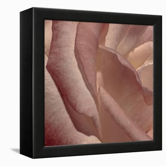 Heart of a Rose XI-Rita Crane-Framed Premier Image Canvas