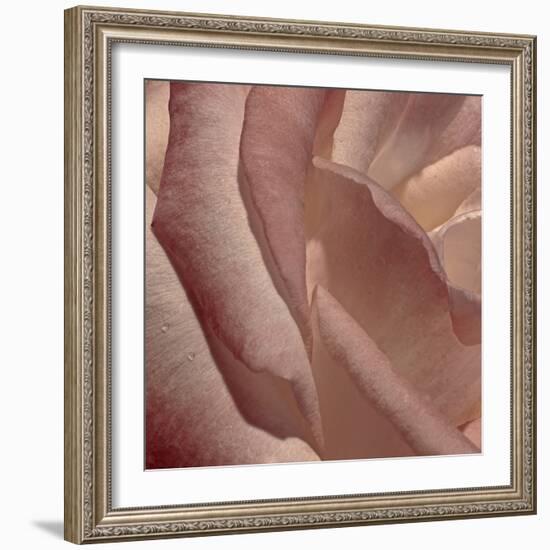 Heart of a Rose XI-Rita Crane-Framed Photographic Print