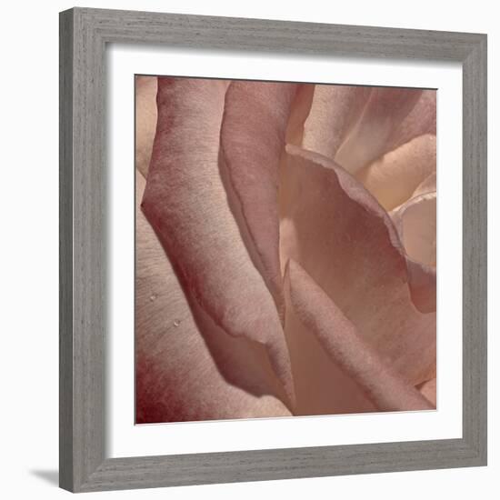 Heart of a Rose XI-Rita Crane-Framed Photographic Print