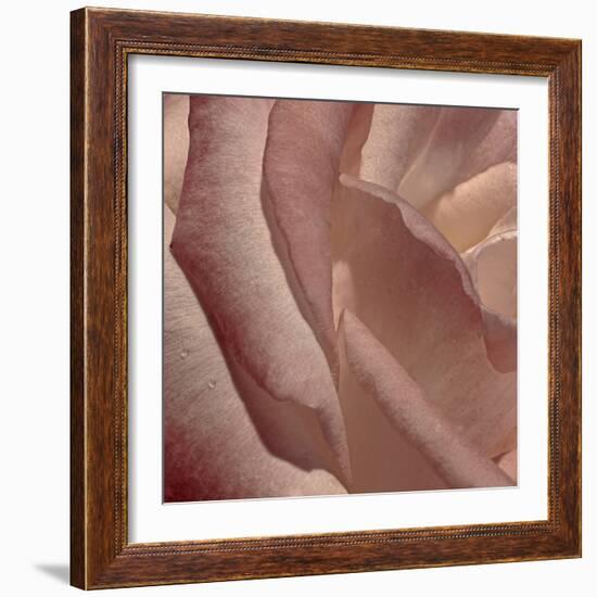 Heart of a Rose XI-Rita Crane-Framed Photographic Print