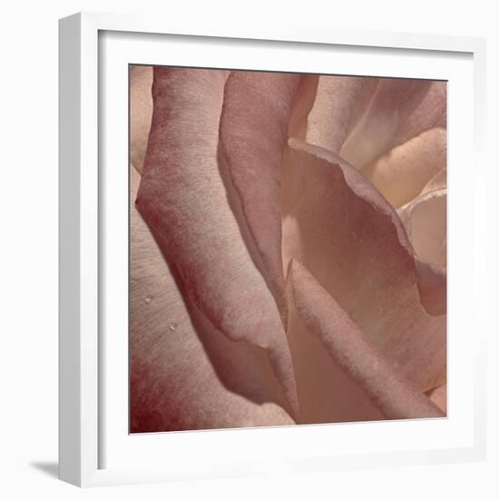 Heart of a Rose XI-Rita Crane-Framed Photographic Print