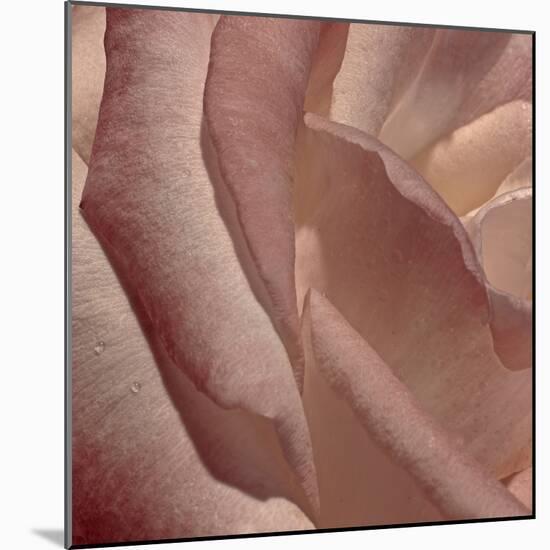 Heart of a Rose XI-Rita Crane-Mounted Photographic Print
