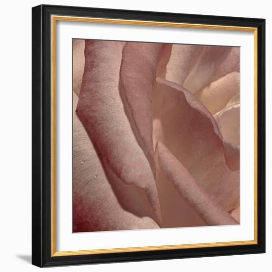 Heart of a Rose XI-Rita Crane-Framed Photographic Print