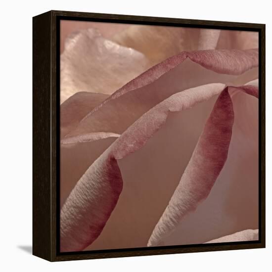 Heart of a Rose XII-Rita Crane-Framed Premier Image Canvas