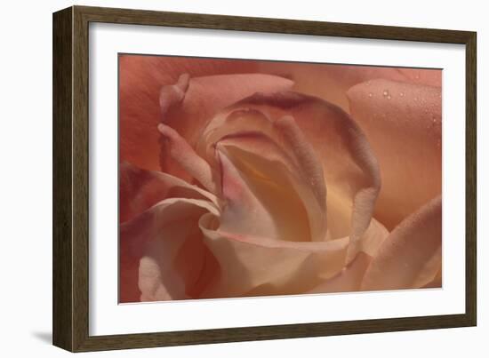 Heart of a Rose-Rita Crane-Framed Photographic Print