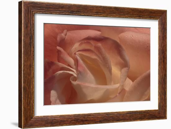 Heart of a Rose-Rita Crane-Framed Photographic Print