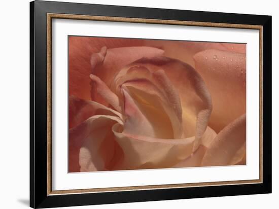 Heart of a Rose-Rita Crane-Framed Photographic Print