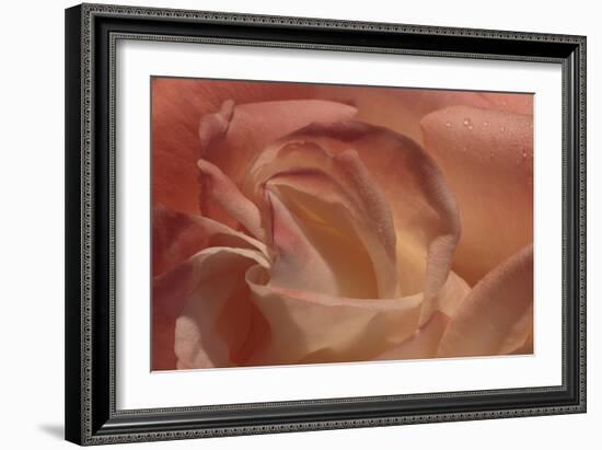 Heart of a Rose-Rita Crane-Framed Photographic Print