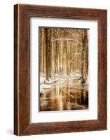 Heart of Gold-Philippe Sainte-Laudy-Framed Photographic Print