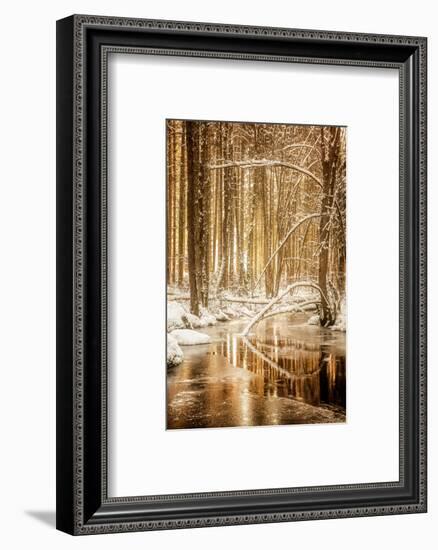 Heart of Gold-Philippe Sainte-Laudy-Framed Photographic Print