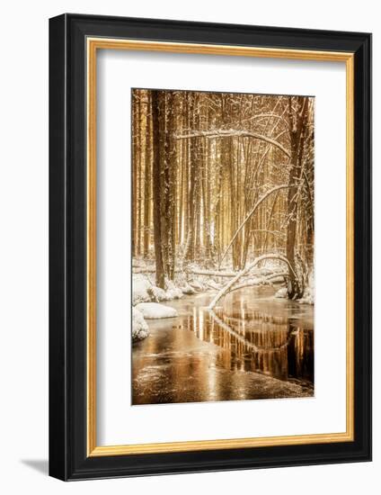Heart of Gold-Philippe Sainte-Laudy-Framed Photographic Print
