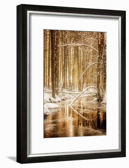 Heart of Gold-Philippe Sainte-Laudy-Framed Photographic Print