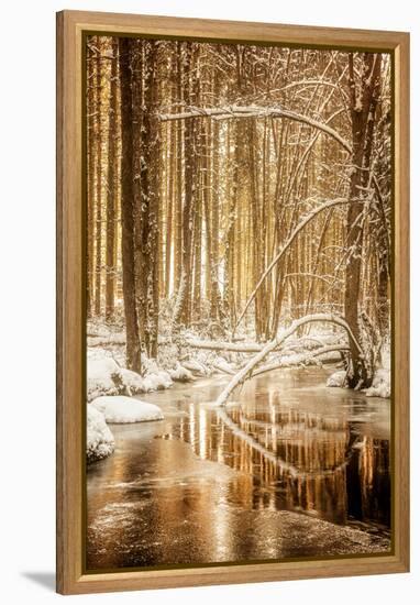 Heart of Gold-Philippe Sainte-Laudy-Framed Premier Image Canvas