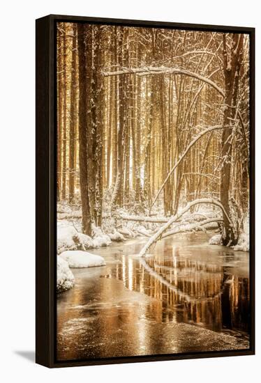 Heart of Gold-Philippe Sainte-Laudy-Framed Premier Image Canvas