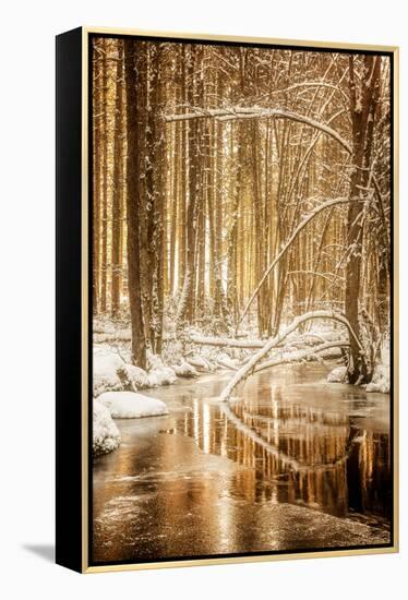 Heart of Gold-Philippe Sainte-Laudy-Framed Premier Image Canvas