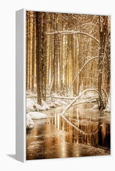 Heart of Gold-Philippe Sainte-Laudy-Framed Premier Image Canvas