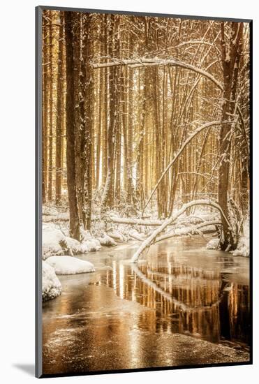 Heart of Gold-Philippe Sainte-Laudy-Mounted Premium Photographic Print