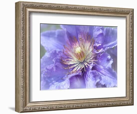 Heart of the Camellia II-Gillian Hunt-Framed Photographic Print