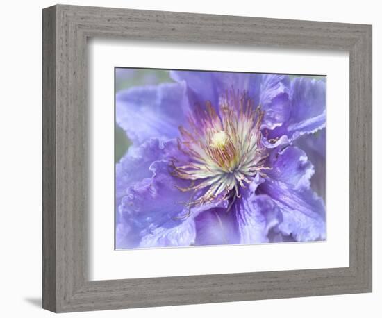 Heart of the Camellia II-Gillian Hunt-Framed Photographic Print