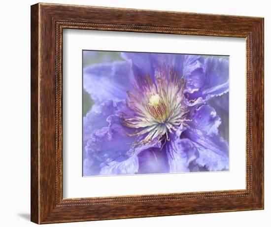 Heart of the Camellia II-Gillian Hunt-Framed Photographic Print