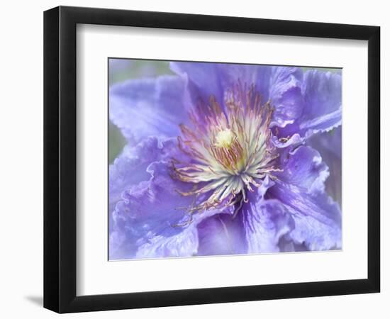 Heart of the Camellia II-Gillian Hunt-Framed Photographic Print