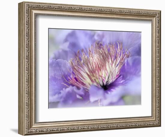 Heart of the Camellia III-Gillian Hunt-Framed Photographic Print