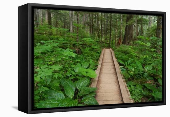Heart of the Forest Trail Boardwalk Olympic National Park.-Alan Majchrowicz-Framed Premier Image Canvas
