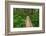 Heart of the Forest Trail Boardwalk Olympic National Park.-Alan Majchrowicz-Framed Photographic Print