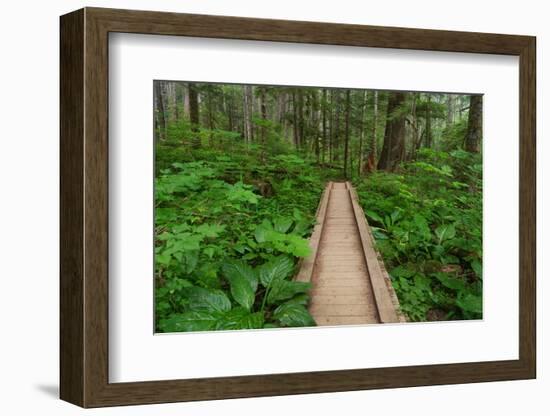 Heart of the Forest Trail Boardwalk Olympic National Park.-Alan Majchrowicz-Framed Photographic Print