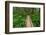 Heart of the Forest Trail Boardwalk Olympic National Park.-Alan Majchrowicz-Framed Photographic Print