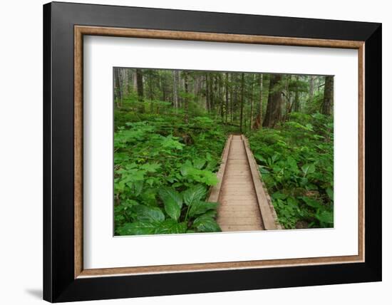 Heart of the Forest Trail Boardwalk Olympic National Park.-Alan Majchrowicz-Framed Photographic Print