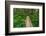 Heart of the Forest Trail Boardwalk Olympic National Park.-Alan Majchrowicz-Framed Photographic Print