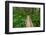 Heart of the Forest Trail Boardwalk Olympic National Park.-Alan Majchrowicz-Framed Photographic Print