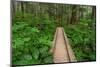 Heart of the Forest Trail Boardwalk Olympic National Park.-Alan Majchrowicz-Mounted Photographic Print