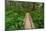 Heart of the Forest Trail Boardwalk Olympic National Park.-Alan Majchrowicz-Mounted Photographic Print