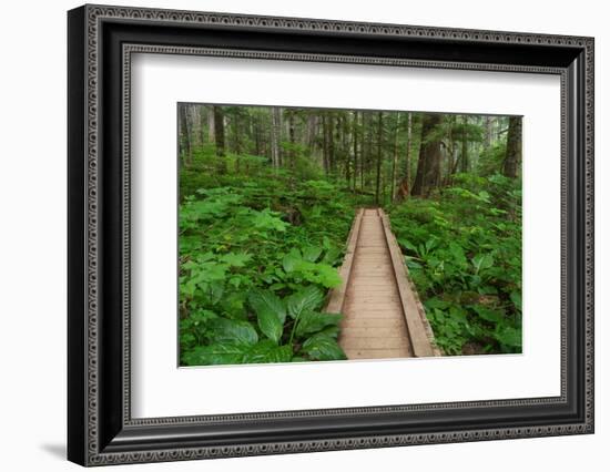 Heart of the Forest Trail Boardwalk Olympic National Park.-Alan Majchrowicz-Framed Photographic Print