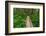 Heart of the Forest Trail Boardwalk Olympic National Park.-Alan Majchrowicz-Framed Photographic Print