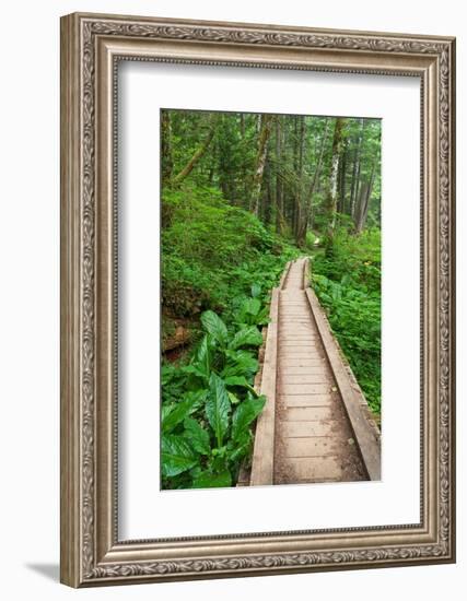 Heart of the Forest Trail Boardwalk Olympic National Park.-Alan Majchrowicz-Framed Photographic Print