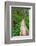 Heart of the Forest Trail Boardwalk Olympic National Park.-Alan Majchrowicz-Framed Photographic Print