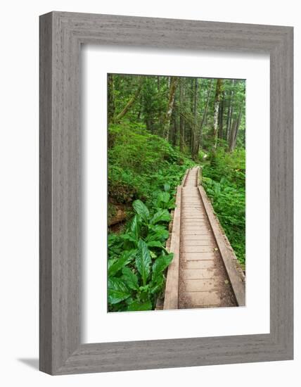 Heart of the Forest Trail Boardwalk Olympic National Park.-Alan Majchrowicz-Framed Photographic Print